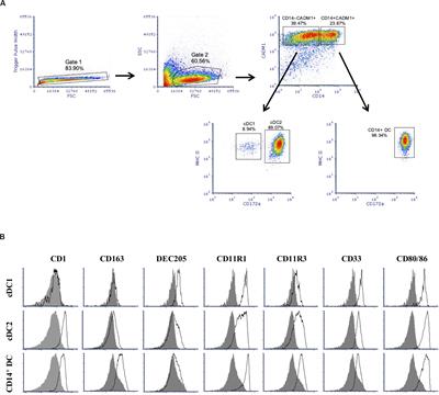 Development of Pig Conventional Dendritic Cells From Bone Marrow Hematopoietic Cells in vitro